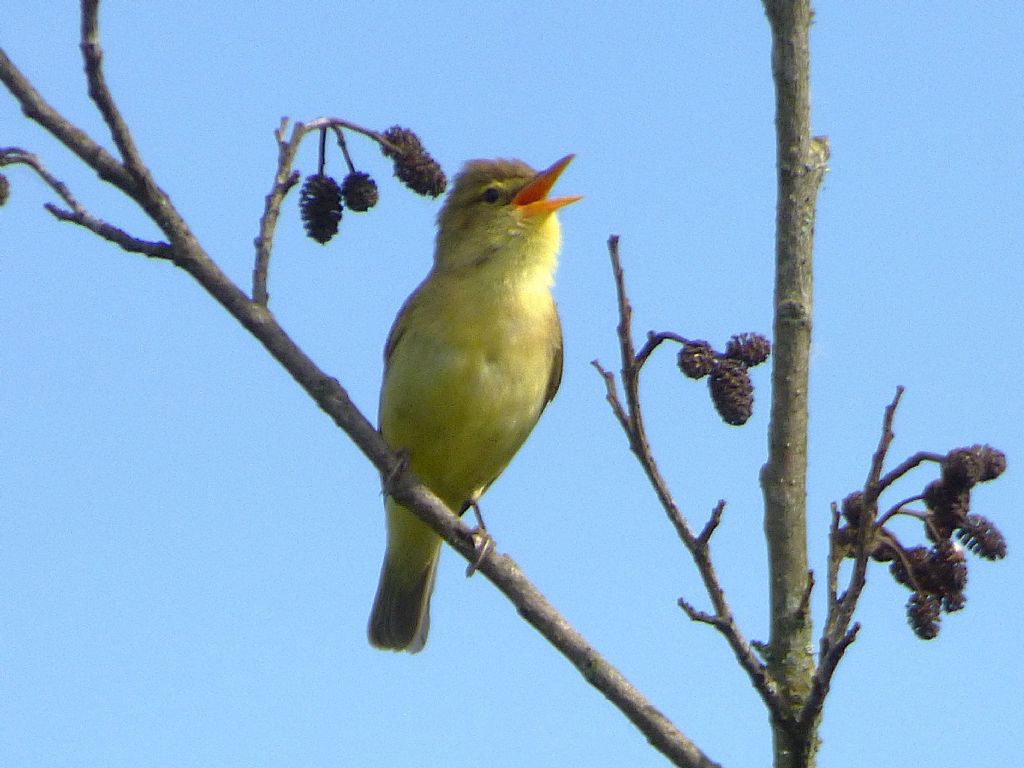 Canapino